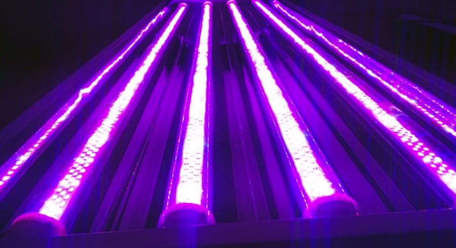 These dual-band red and blue LED T5 bars fit into HO T5 fluorescent light fixtures and can be placed close to your seedlings. 