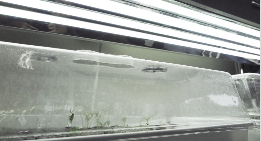 Seeds growing under 4-foot HO T5 fluorescent fixtures with four grow lamps. You can also replace these fluorescent tubes with LED HO T5 bars in the same fixture. Seedlings need this type of intense light. 