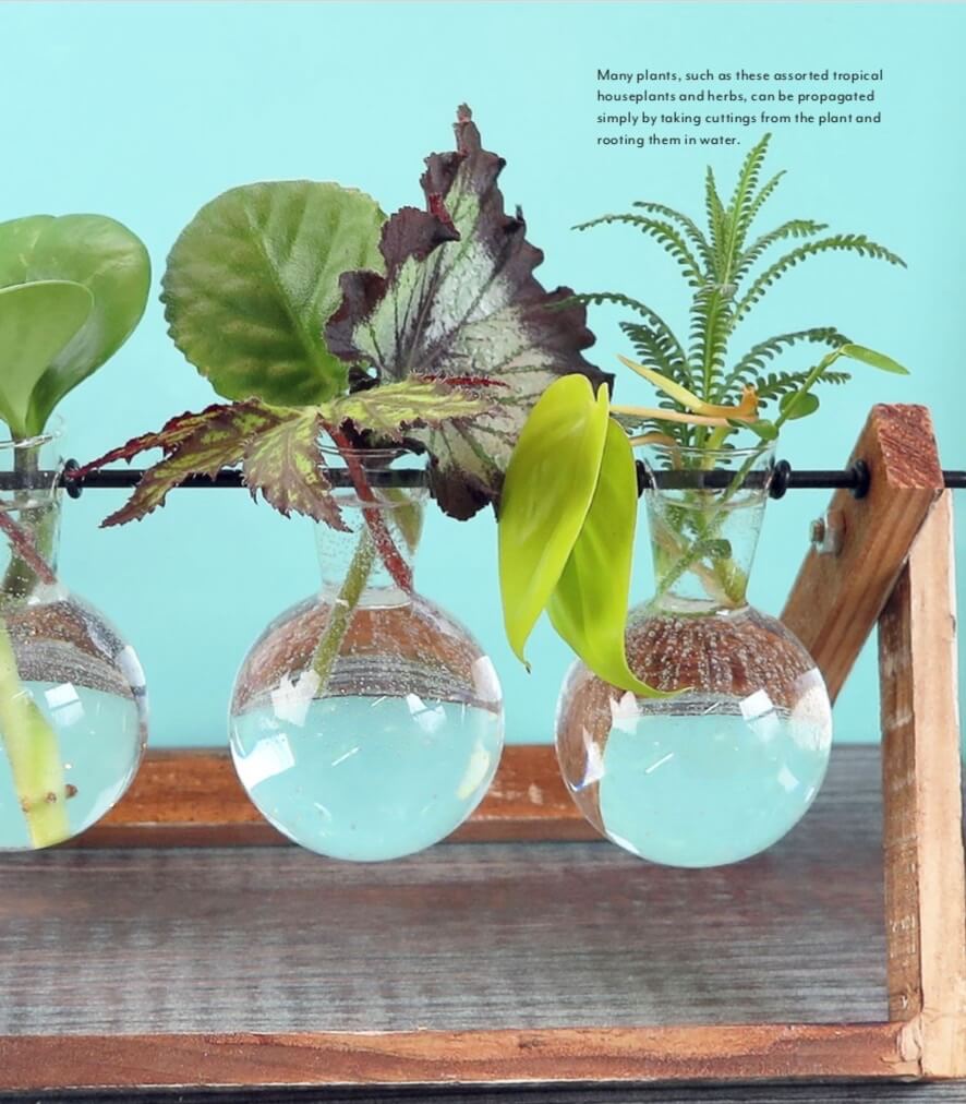 Many plants, such as these assorted tropical houseplants and herbs, can be propagated simply by taking cuttings from the plant and rooting them in water. 