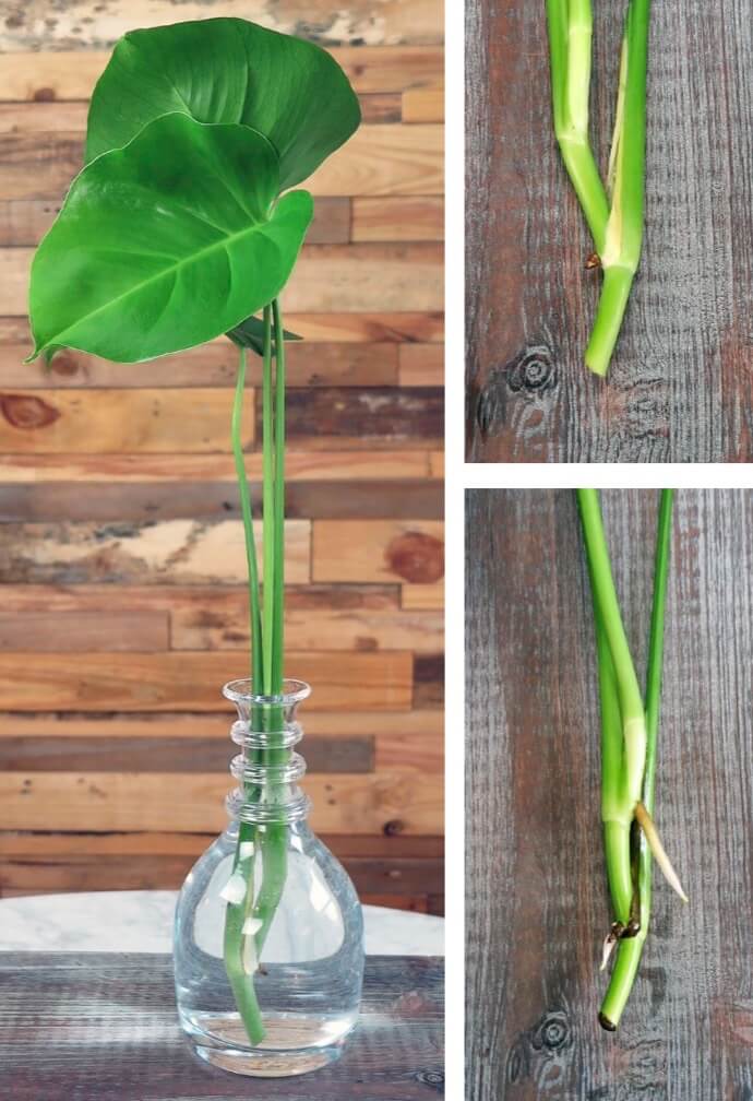 A piece of my monstera philodendron broke away from the mother plant. Because it included a node with the beginnings of an aerial root, I was able to place it in this lovely water pitcher to root. After a couple of weeks, new roots emerged, and the cutting was ready to be potted up. 