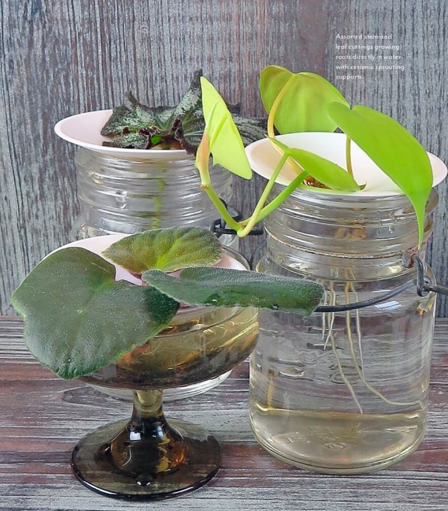 Assorted stem and leaf cuttings growing roots directly in water with ceramic sprouting supports. 