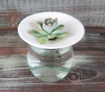 Did you know you can root stems of succulents and cactus in water? Just make sure the fleshy part of the plant is kept above the water level. You can accomplish this using a container with a narrow neck, ceramic rooting dishes, cutting holes in plastic lids, or toothpicks—it’s a DIY adventure. 