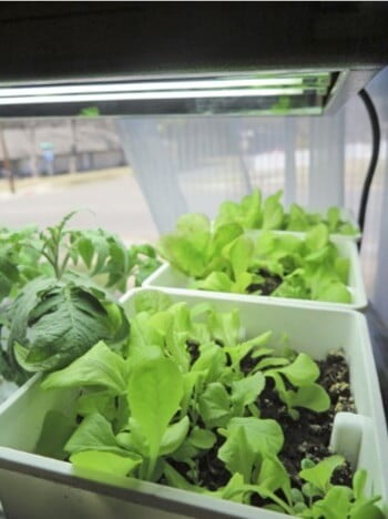 I direct seeded lettuce into large containers, where it will continue to grow under lights. I’ll continue to grow and harvest this lettuce indoors. 