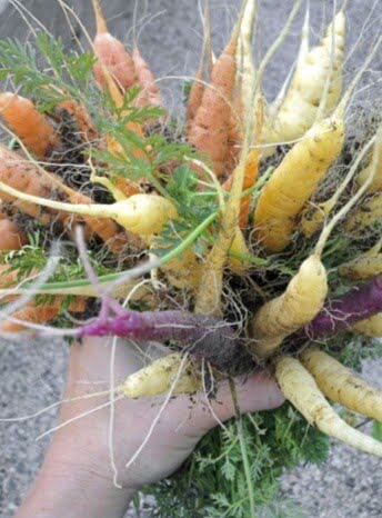 Root crops, such as carrots, do best when you direct seed them into your outside garden beds or large containers. 
