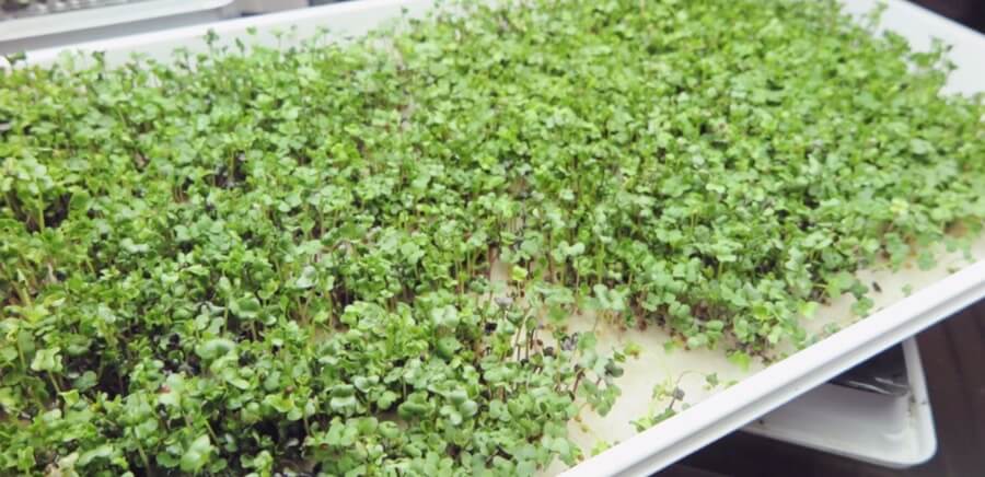 These microgreens have germinated on the capillary mat. I’ve left an area unseeded so you can see how they root directly into the mat. When you harvest, you’ll simply cut away the microgreens at the base of the stalk using some sharp snips, and then compost the used capillary mat. 