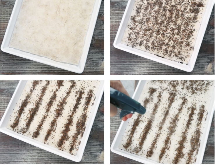 If you want to skip the soil, microgreen seeds will root directly into a capillary mat set inside a solid plant tray. Wet the mat first so it’s damp, sow your seeds either in a solid or row pattern, then mist the seeds with a spray bottle. Place a humidity dome over the tray. 