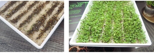 Conditions were too wet and dark when these microgreen seedlings were beginning to germinate, and some mold began to grow on the seeds. I removed the humidity dome for a day or two and increased the light and was able to save this crop.