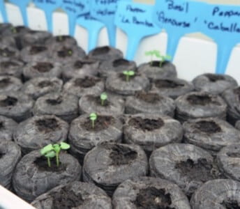 Different types of seed will germinate faster than others. This ‘Genovese’ basil is clearly an overachiever, when compared to the slower tomato and pepper seeds sown at the same time. 