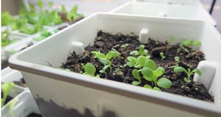 Lettuce seeds need exposure to light to germinate. 