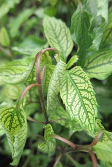Chlorosis can appear as an overall yellow cast to the leaf or interveinal chlorosis (yellow between green veins), as shown in the photo, because of a lack of chlorophyll. Chlorosis signals potential nutrient deficiencies (iron, manganese, zinc). It can also signal poor drainage, soil compaction, or high soil or water pH. 