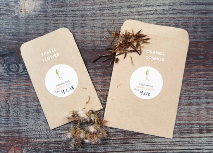 I use paper seed packets with my own labels, so I remember what I’ve stored and when it was harvested. Gifting seeds you collected, or trading them with your friends and family, is fun and rewarding. 