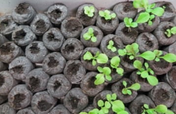 I seeded the same variety of lettuce in all these seed plugs . . . but the seeds were 3 or 4 years old. Only about 50 percent of the seeds germinated. The rest were no longer viable. 