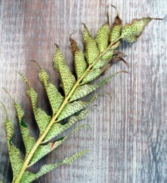 A fertile frond from a holly fern. The small brown areas on the undersides of the leaves, called sori, contain spores.  