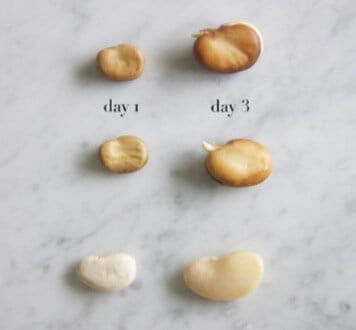 As these seeds soak up water during chitting, they swell, and the germination process begins. Chitting certain types of seeds can speed up germination and improve germination rates. 