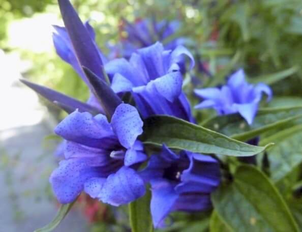 Seeds of many types of wildflowers, such as these beautiful blue gentian, require or benefit from stratification. Without a couple of months of moist stratification, gentian seed are stubborn germinators. 