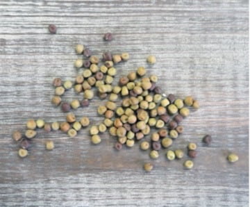 These pea seeds will benefit from soaking in, or being watered with, rhizobium bacteria. 