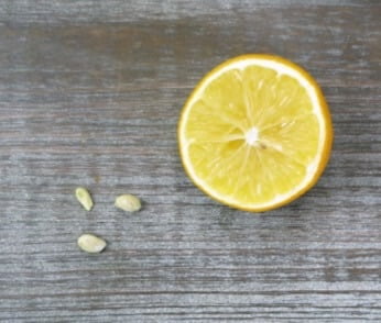 These lemon seeds are clones of the mother plant. You can plant these seeds and grow plants identical to the mother plant. 