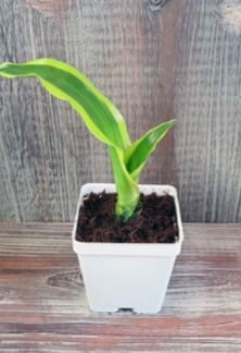 A tip cutting of a corn plant (Dracaena spp.) stuck directly into a 4-inch pot with moist growing media. In a few weeks, this cutting will develop new roots and then begin to grow new leaves from the growing tip. 