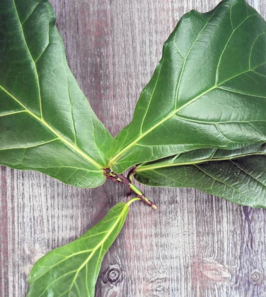 This stem-tip cutting of a fiddle leaf fig can be rooted in water, moist growing media, rockwool, or Oasis plugs. Because of the size of its leaves, it’s best to remove all the lower leaves—or all the leaves—before you stick the cutting. 