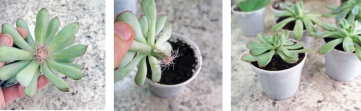 An echeveria tip cutting has callused and developed new roots. At this stage, it’s ready to be potted up into a small container with growing media.