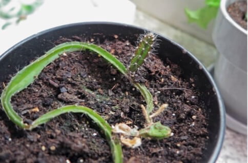 You can grow dragon fruit (Hylocereus spp.) from seed, but germination is unpredictable and can take a long time. Vegetative cuttings, on the other hand, are easy. This young, fleshy stem of a succulent dragon fruit bent over and touched the soil in the pot. The stem, where it touched the soil, produced new adventitious roots and a new bud shoot. I can now cut this shoot away from the stem on either side and transplant it. You can also cut the fleshy stem into several sections, let them cure, then pot them up individually to root.