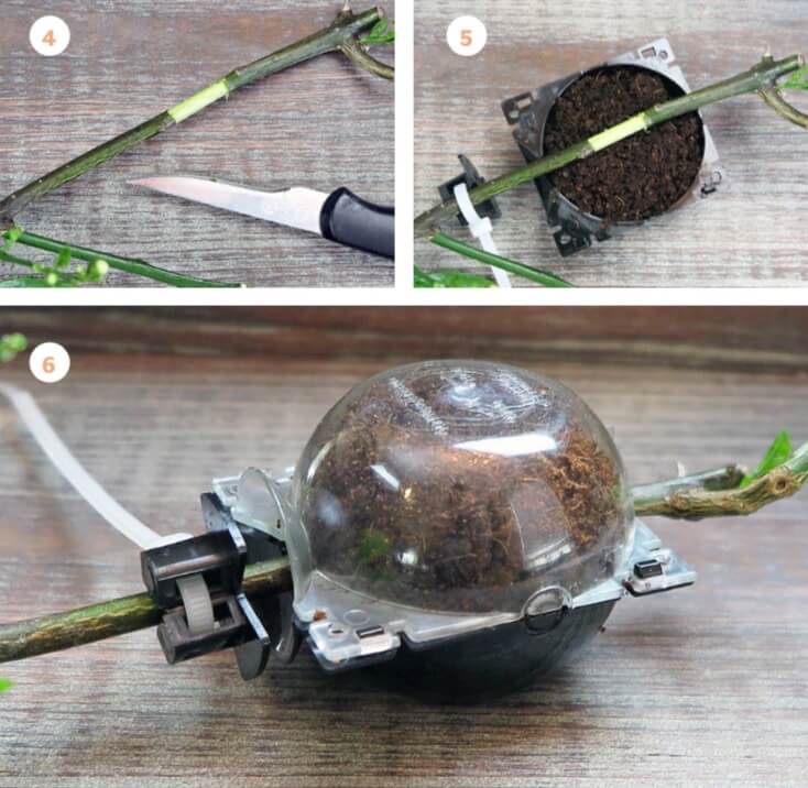 Air layering is particularly easy when using a kit that comes complete with a ball that snaps together. You can also use clear plastic wrap to hold sphagnum moss or coir in a ball around your air layer cut. I used coir in the layering ball shown in the photos.