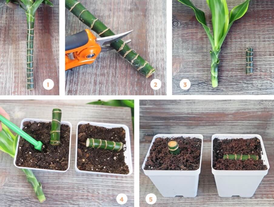  The step-by-step process to taking a cane cutting from a corn plant (Dracaena spp.).