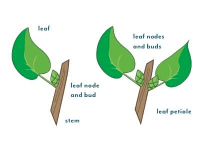 A stem leaf-bud cutting is a section of stem cut on both ends, containing one or two leaf nodes. One leaf-bud cuttings include one leaf blade, leaf petiole, and a short piece of stem. There is a leaf node (joint) between the leaf petiole and the stem. Two leaf-bud cuttings have two nodes, one on either side of the stem, between the leaf petioles and stem. 