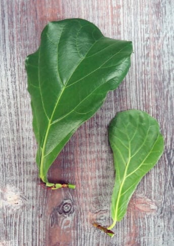 A stem-tip cutting of a fiddle leaf fig on the left taken from the top of the stem, and a stem leaf-bud cutting on the right. The leaf-bud cutting is a section of stem cut on both ends, containing one or two leaf nodes.