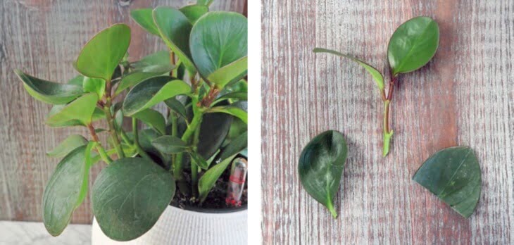 This versatile peperomia plant can be propagated several ways, including stem-tip cuttings, leaf-petiole cuttings, split-vein cuttings, and even by offsets and division. The mother plant is healthy and a good source of cuttings. 