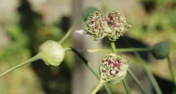 Aerial bulbs, or bulbils, developing on a garlic flower stem.
