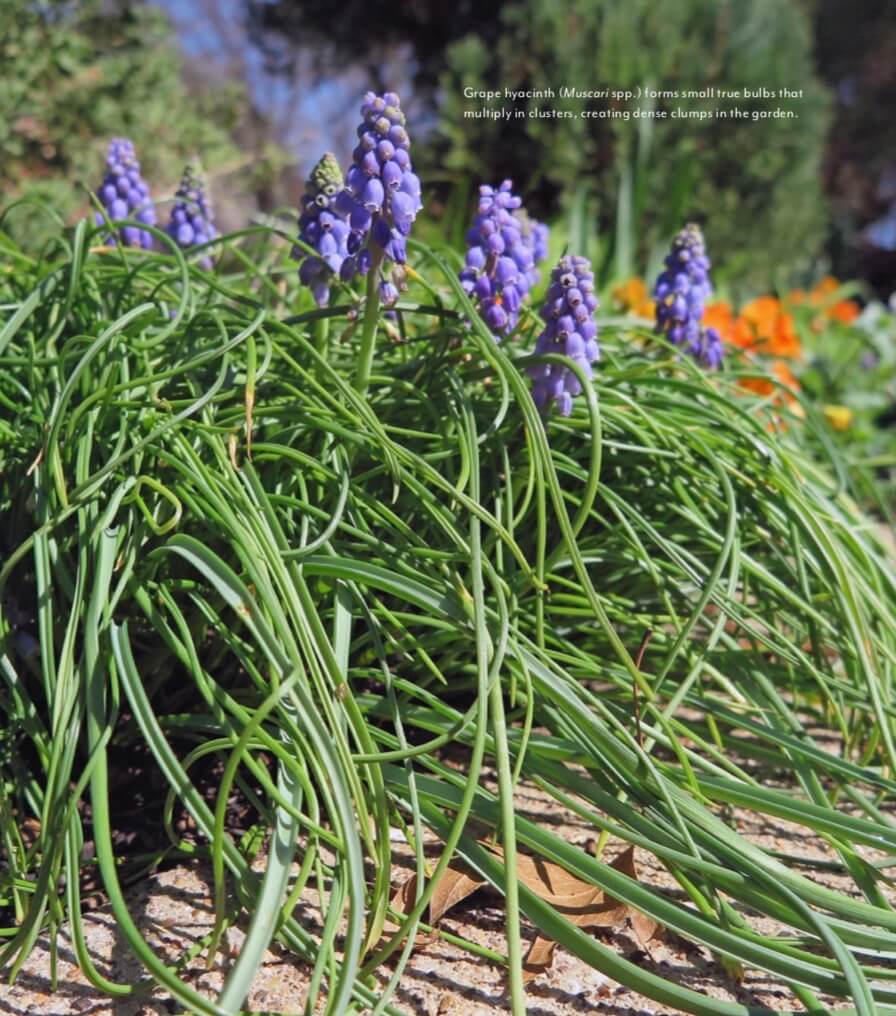 Grape hyacinth (Muscari spp.) forms small true bulbs that multiply in clusters, creating dense clumps in the garden. 