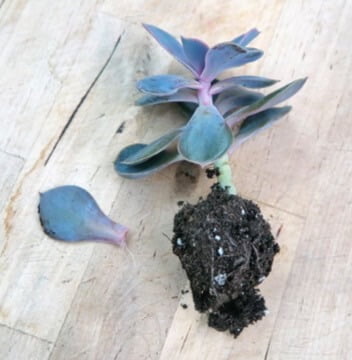 Succulents often have leaves that you can detach from the main stem and root as whole-leaf cuttings. 