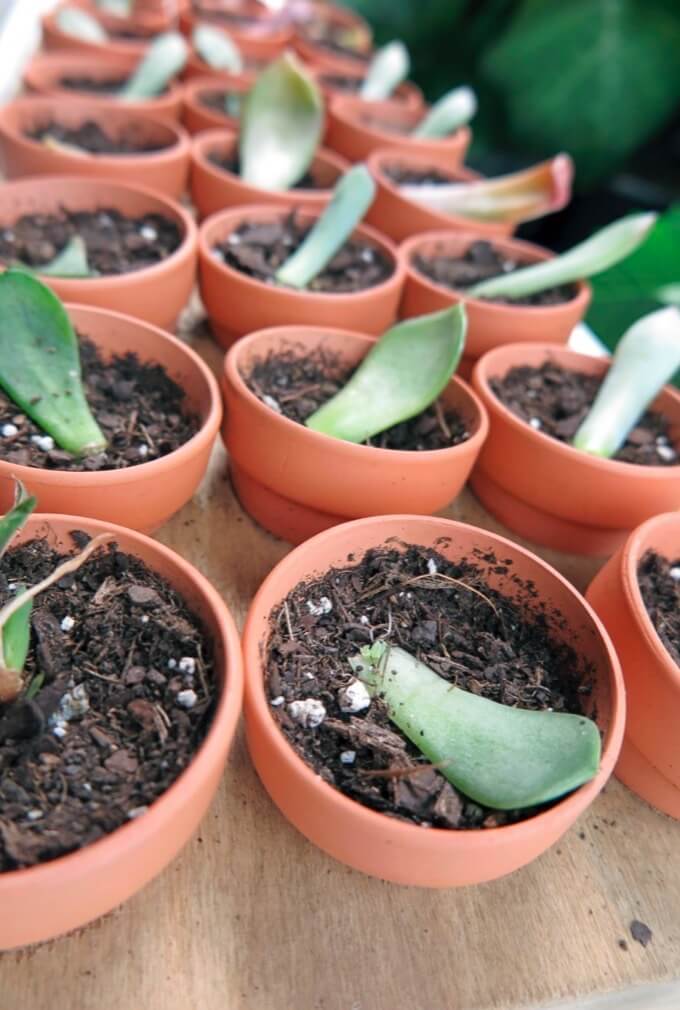 These whole-leaf cuttings of assorted succulents are resting on dry potting mix, where they will dry and develop a callus at the base of the leaf before developing new adventitious roots and bud shoots.