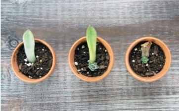 These whole-leaf cuttings of an echeveria are growing new bud shoots. The parent leaf, the original leaf cutting, is begin- ning to dry and will eventually fall away from the new plantlet.
