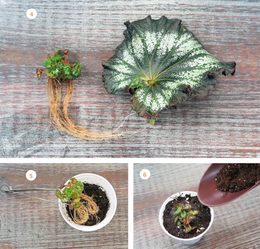 I rooted this begonia leaf-petiole cutting in water on my windowsill. After it rooted and developed a baby plantlet, I cut away the plantlet and potted it up. You could also pot up the leaf petiole after it develops roots and then the baby plantlet will emerge from the soil. 