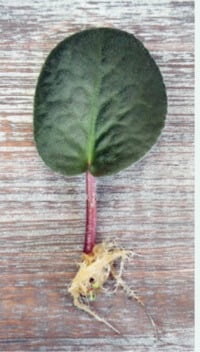 These African violet leaves were rooted in water. You can see both the new adventitious roots and a tiny bud shoot developing at the base of the petiole. You can pot up these rooted petioles, placing the roots below the soil. The new shoots will later emerge from the soil. 
