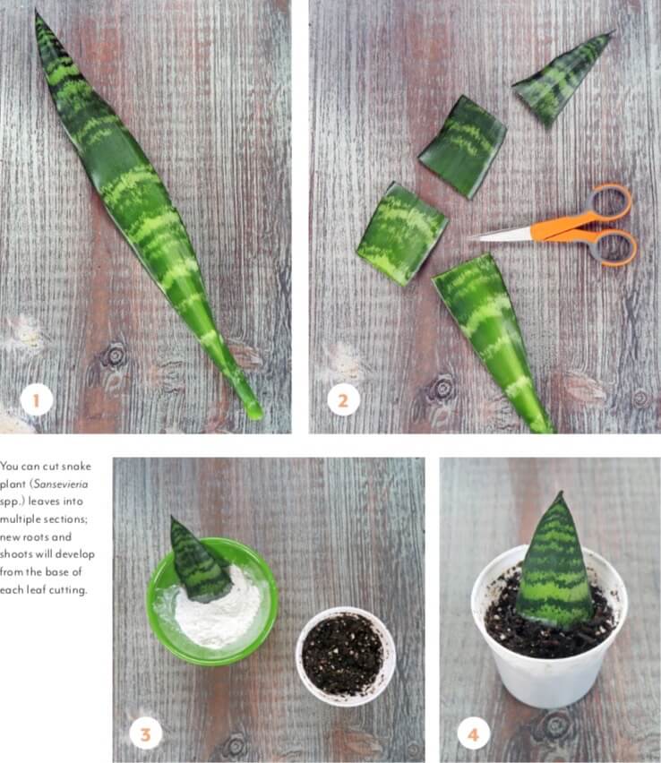 You can cut snake plant (Sansevieria spp.) leaves into multiple sections; new roots and shoots will develop from the base of each leaf cutting.