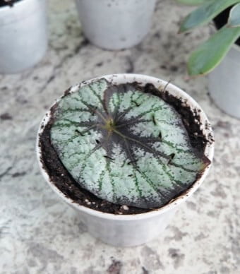 A split-vein begonia cutting sits flat on the soil surface. 