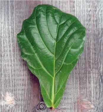 The petiole of this fiddle leaf fig plant can develop roots, but it won’t develop a new bud shoot. 