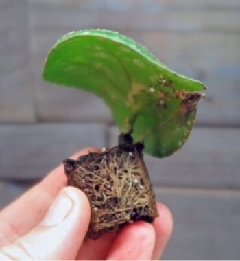 Leaf-petiole cuttings of Chinese money plant (Pilea peperomioides) don’t always develop new buds, only roots. It’s best to use tip cuttings, pup cuttings, or division. 