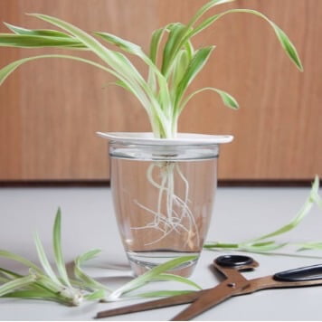 Airplane plant is one of the easiest houseplants to clone. It produces runner plantlets at the end of flowering stems, complete with undeveloped roots. Simply place in water to stimulate root growth, then pot up once the roots are 2 to 3 inches long. 