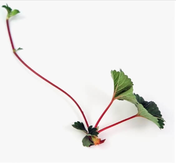 Most types of strawberries produce runners with offsets that include node roots.