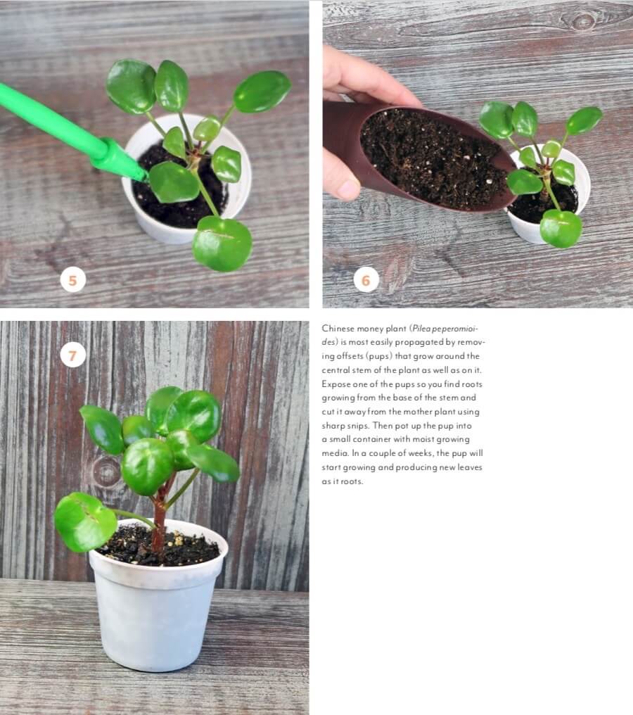 Chinese money plant (Pilea peperomioides) is most easily propagated by removing offsets (pups) that grow around the central stem of the plant as well as on it. Expose one of the pups so you find roots growing from the base of the stem and cut it away from the mother plant using sharp snips. Then pot up the pup into a small container with moist growing media. In a couple of weeks, the pup will start growing and producing new leaves as it roots. 