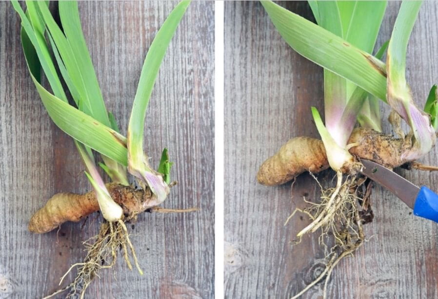 An iris rhizome dug from the garden. You can cut the rhizome into several pieces, each including some bud and root tissue. By cutting the rhizome, the new pieces will be stimulated to grow new roots and shoots. Let the rhizome cuttings cure for several days, then replant them in the ground or into pots 