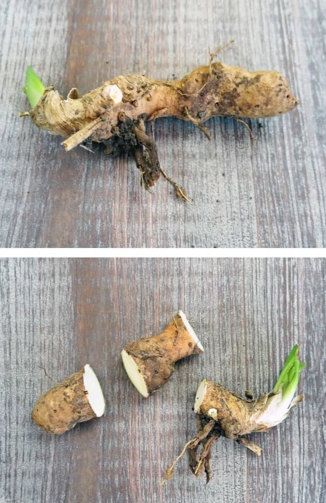 This sweet potato is beginning to sprout new shoots from buds called eyes. The tuber can be cut into several sections, each with at least one eye. Allow sections to cure for several days before planting. 