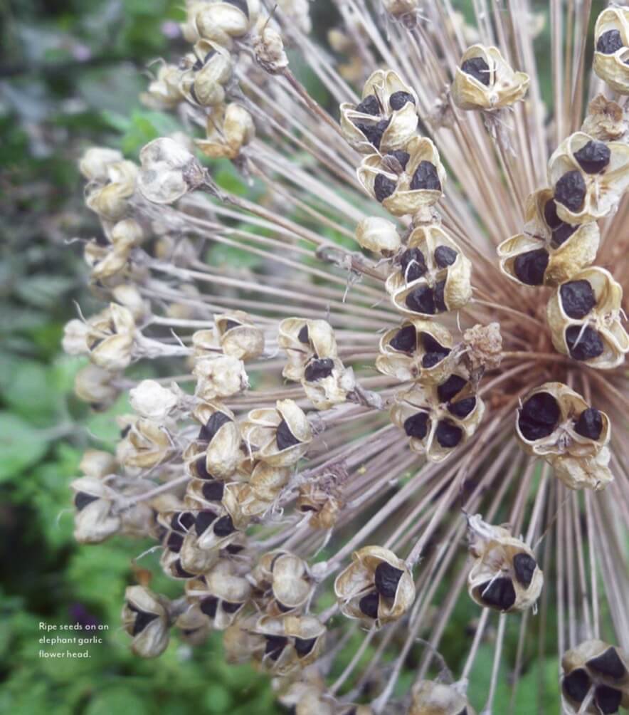 Ripe seeds on an elephant garlic flower head. 