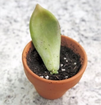 An adventitious bud and shoot developed at the base of this echeveria leaf after I placed it in a container with potting mix. 