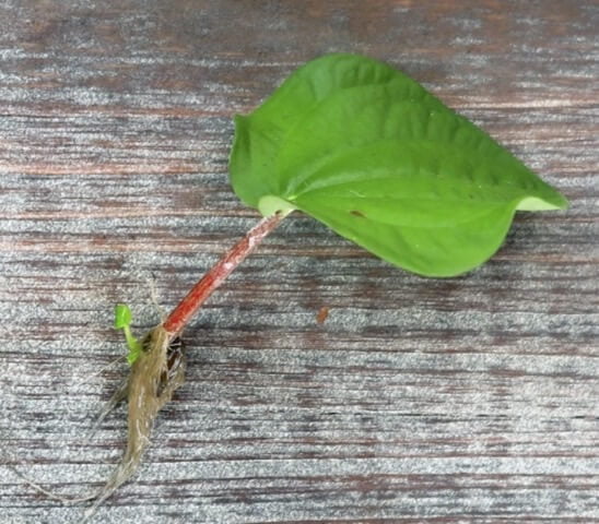New adventitious roots and a bud and shoot have developed at the base of this peperomia leaf petiole. 