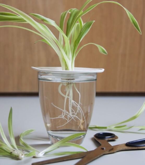 Airplane plants (Chlorophytum comosum) are easy to propagate from the offsets they produce at the ends of flower stems 